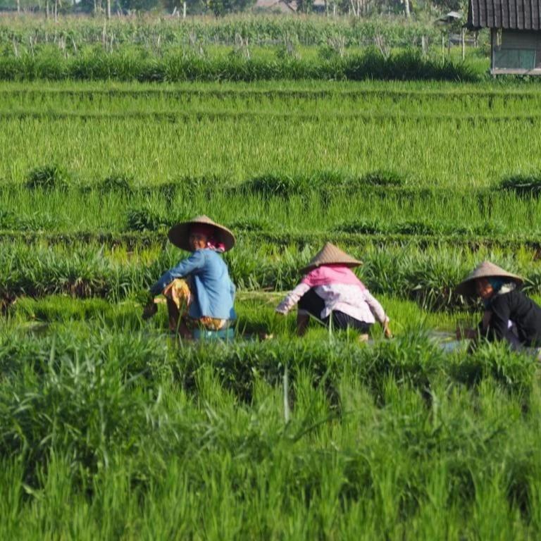 New Rinjani Homestay 特特巴图 外观 照片