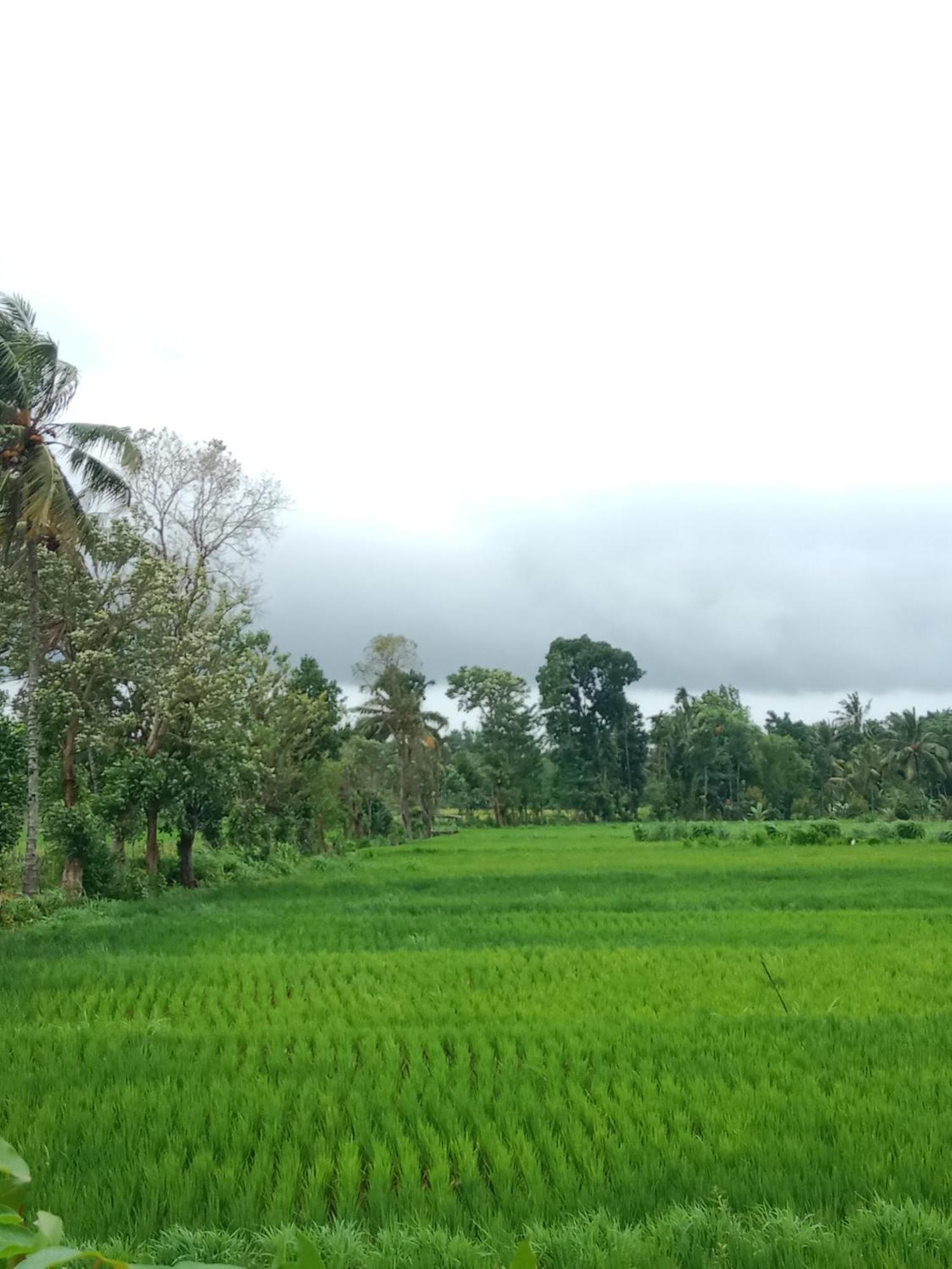 New Rinjani Homestay 特特巴图 外观 照片